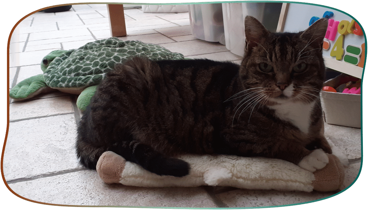 comm animaux disparus kaya