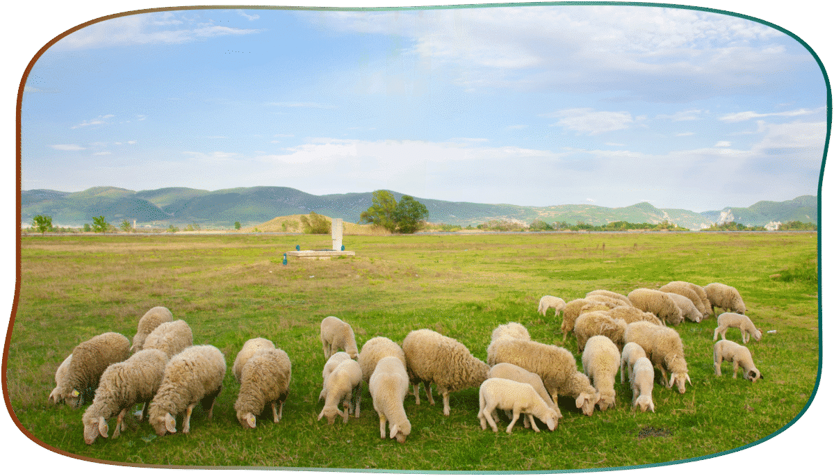 troupeau moutons soin magnetisme