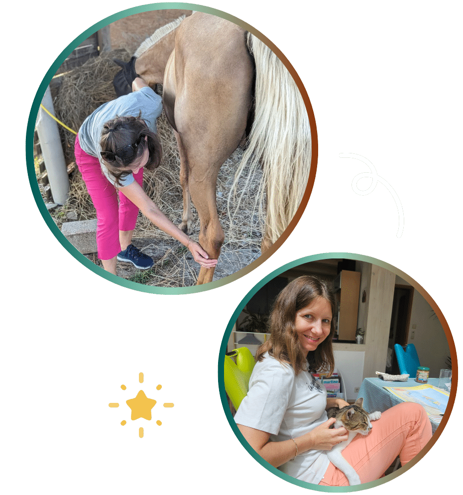 magnetisme cheval chat