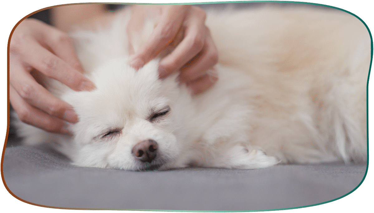 chien blanc osteo massage tete
