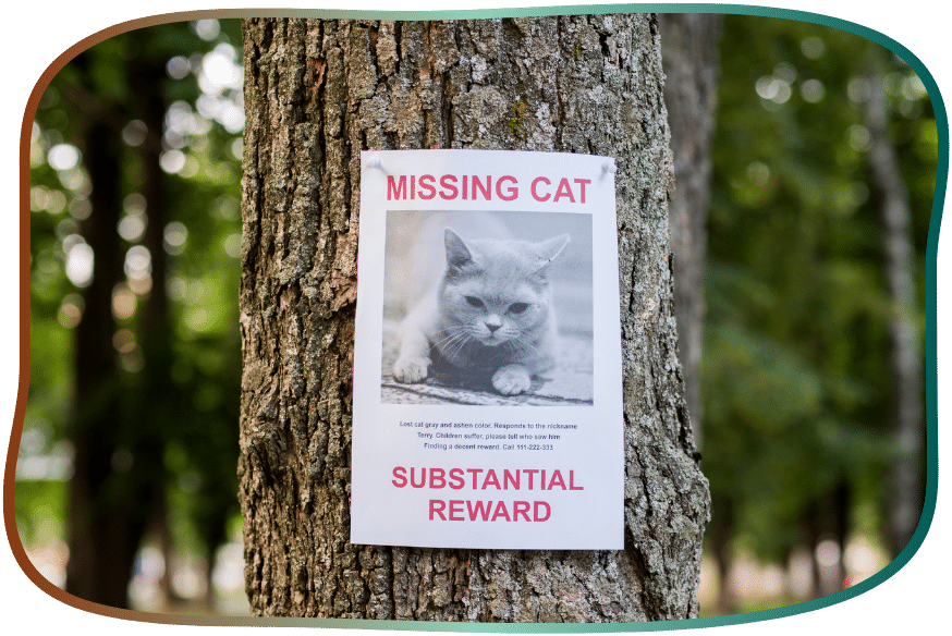 plakat vermisste katze