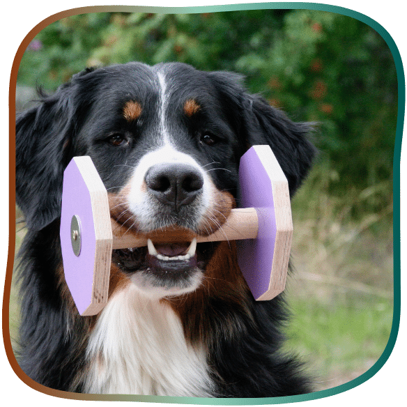 ausbildung hund hantel berner sennenhund