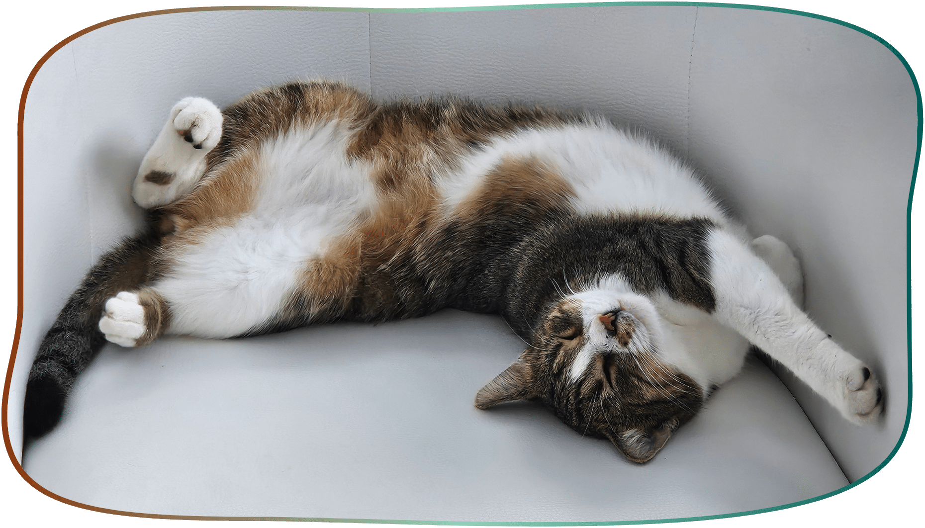 energetik katze getigert katze entspannt sessel magnetismus