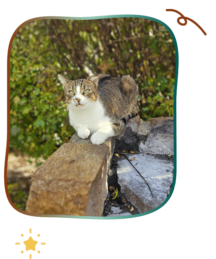 getigerter kater auf stein