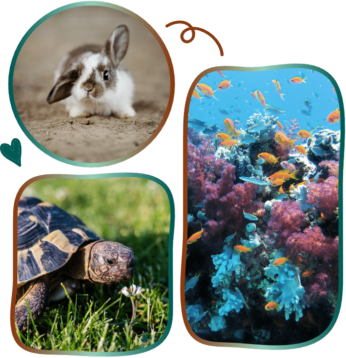 hase kaninchen ohrlappen schidkroete fische unterwasser