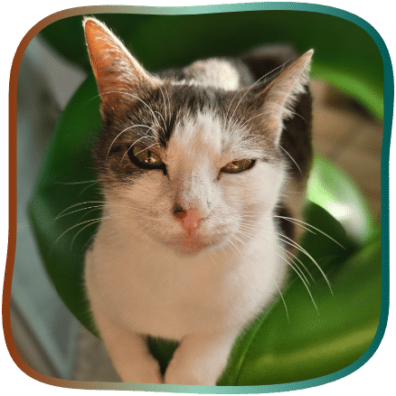 katze weiß grau friedlich liegend entspannt