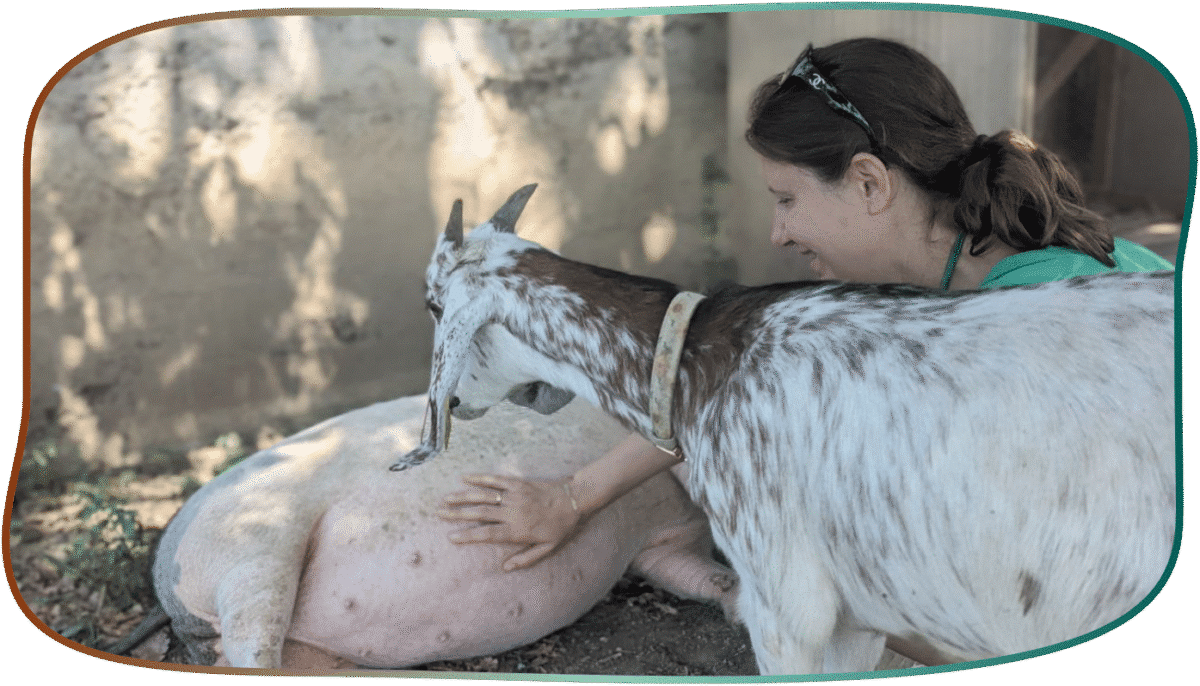 schwein liegend ziege gnadenhof bodensee