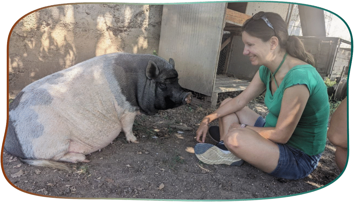schwein sitz tierkommunikation