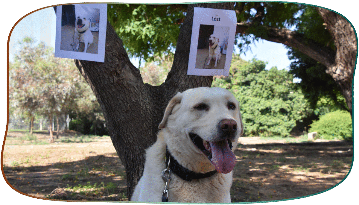 chien devant affiche chien perdu