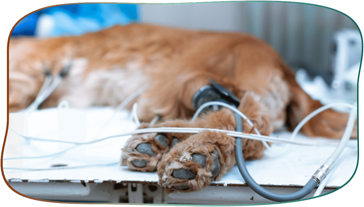 hund chirurgie eingriff op