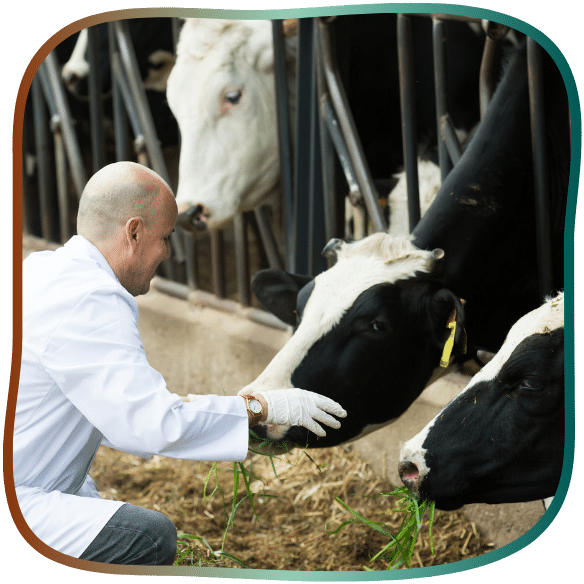 veterinaire vaches
